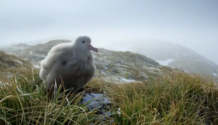 『OUR PLANET 私たちの地球』で、アルバトロスの雛