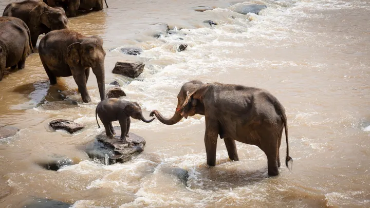 象の家族が急流の川を渡る