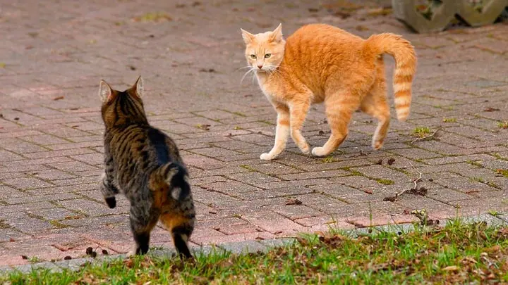 猫同士の対峙、威嚇