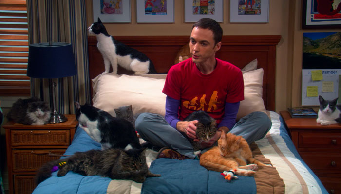 『ビッグバン★セオリー』で、エイミーとの不仲から猫を飼い始めるシェルドン
