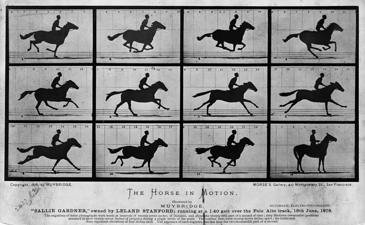 Muybridgeのギャロップする馬の１２分割連続写真