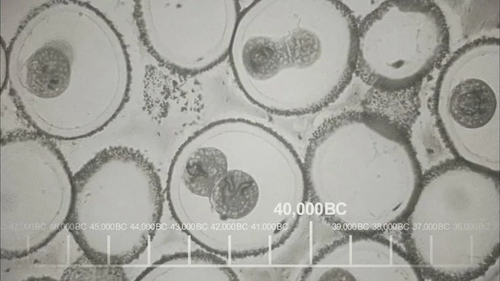 『ビッグバン★セオリー』のオープニングで、回虫の細胞分裂
