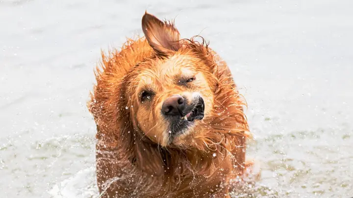 頭を振って濡れた水を飛ばす犬