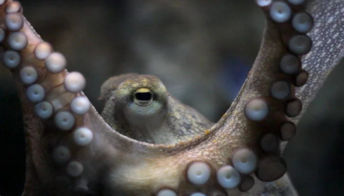 英語 Octopus の複数形が入り組んでいた件 タコだけに