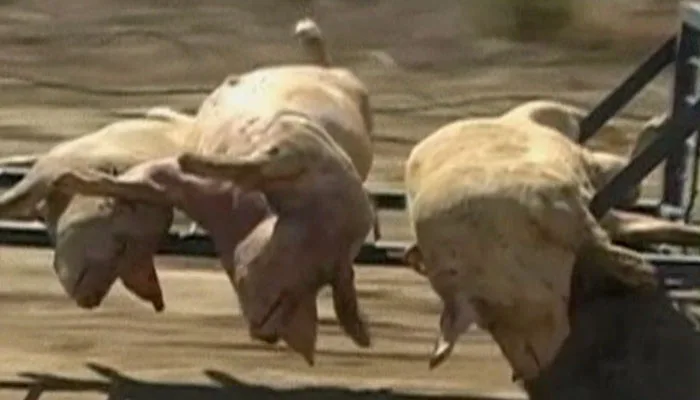 『世界の今をダイジェスト』で、豚インフルエンザがパンデミックになったことを伝えるニュース