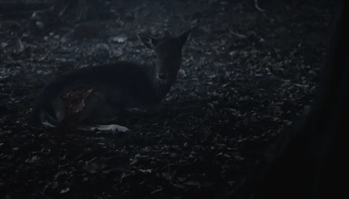 『ウィッチャー』で、ゲラルトが傷ついた鹿を殺す