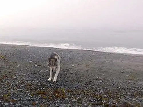 『ALONE 〜孤独のサバイバー〜』で、狼に襲われる参加者