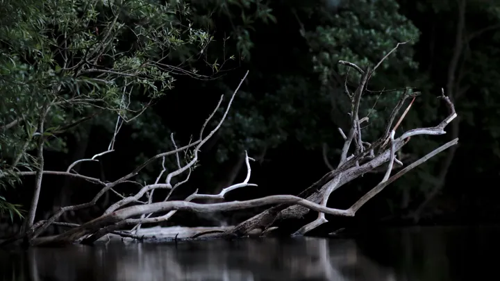 川に落ちた木の大枝