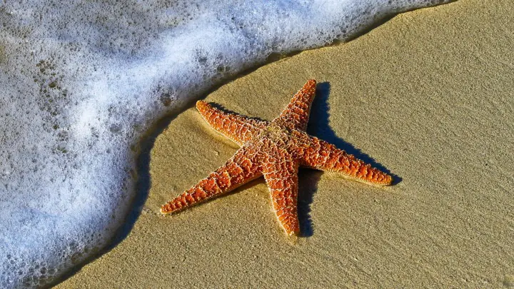 浜辺に打ち上げられるヒトデ（starfish）