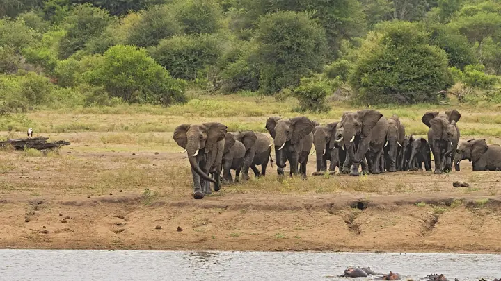 象の集団移動